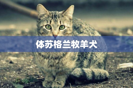 體蘇格蘭牧羊犬