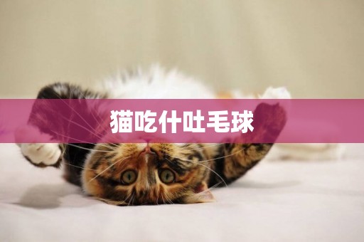 貓吃什吐毛球