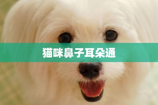貓咪鼻子耳朵通
