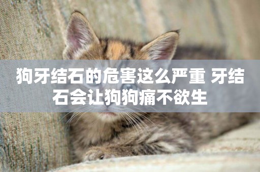 狗牙結石的危害這么嚴重 牙結石會讓狗狗痛不欲生