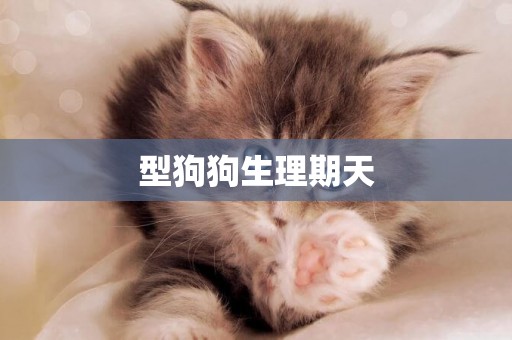 型狗狗生理期天