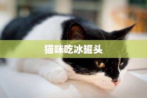 貓咪吃冰罐頭
