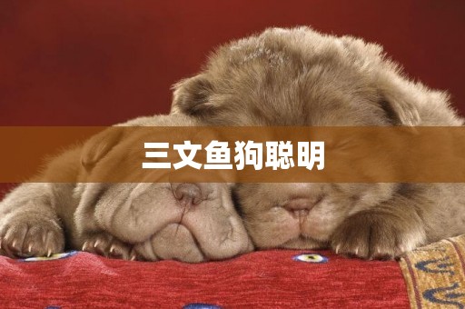 三文魚狗聰明