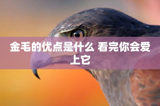 金毛的優點是什么 看完你會愛上它