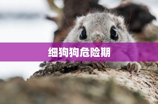 細狗狗危險期