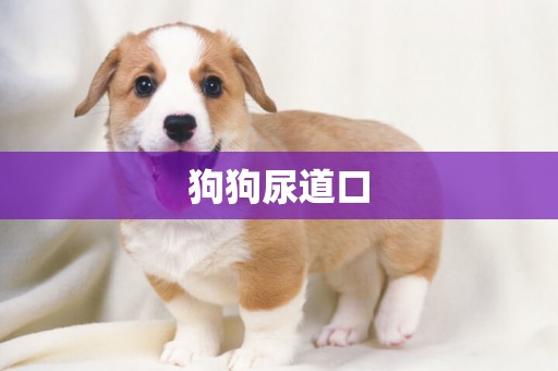 狗狗尿道口