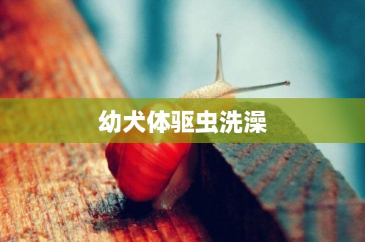 幼犬體驅蟲洗澡