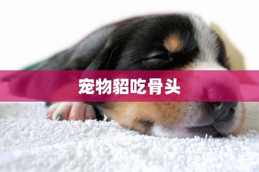 寵物貂吃骨頭