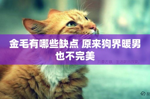 金毛有哪些缺點 原來狗界暖男也不完美