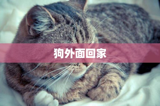 狗外面回家