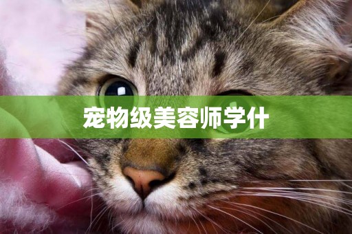 寵物級美容師學什