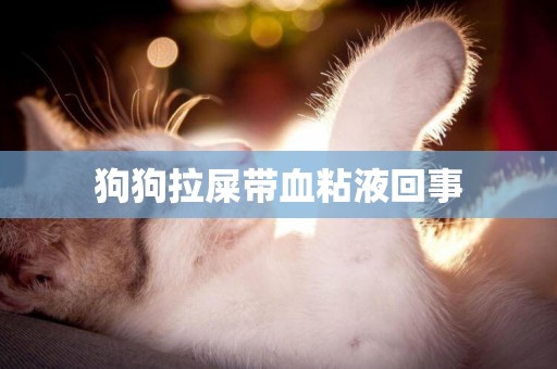 狗狗拉屎帶血粘液回事