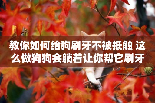 教你如何給狗刷牙不被抵觸 這么做狗狗會躺著讓你幫它刷牙