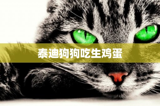 泰迪狗狗吃生雞蛋