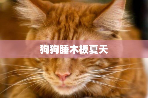 狗狗睡木板夏天