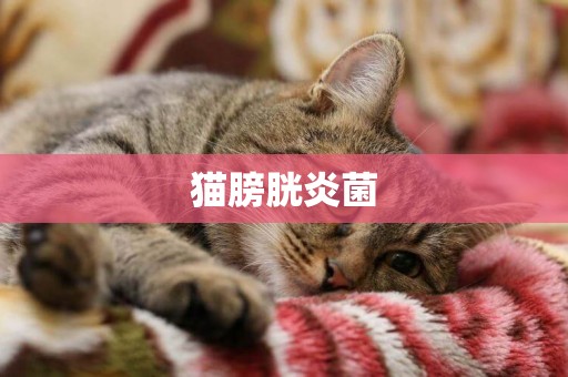 貓膀胱炎菌