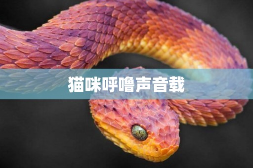 貓咪呼嚕聲音載