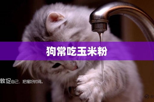 狗常吃玉米粉
