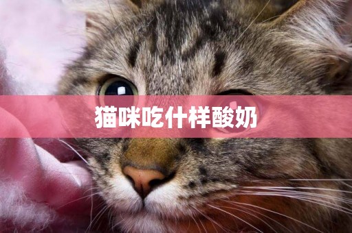 貓咪吃什樣酸奶