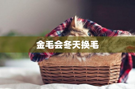金毛會冬天換毛