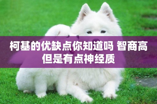 柯基的優缺點你知道嗎 智商高但是有點神經質