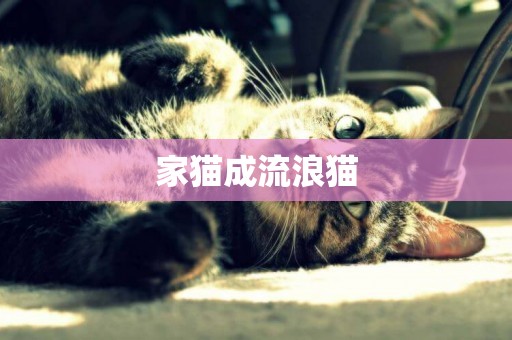 家貓成流浪貓