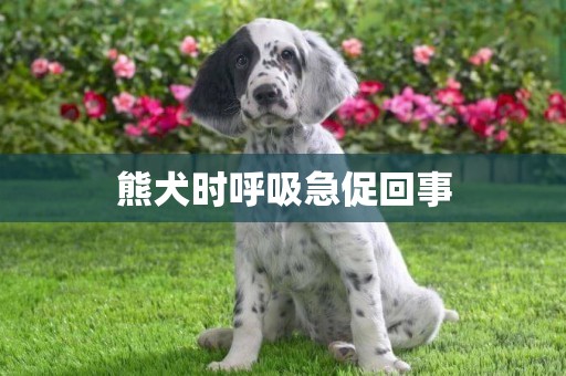 熊犬時呼吸急促回事