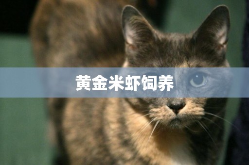 黃金米蝦飼養