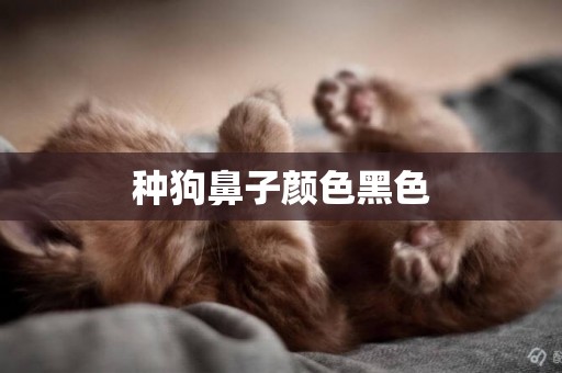 種狗鼻子顏色黑色