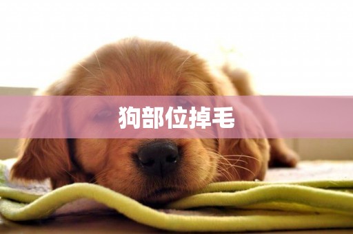 狗部位掉毛