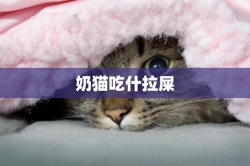 奶貓吃什拉屎