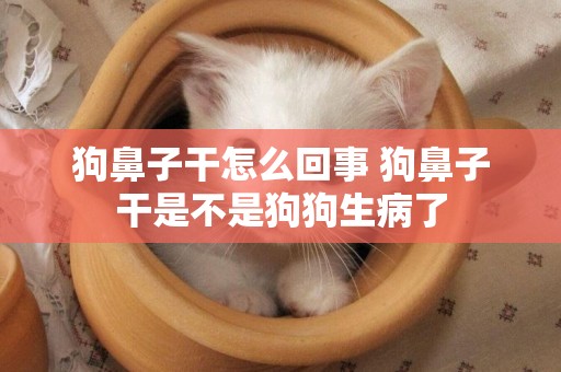 狗鼻子干怎么回事 狗鼻子干是不是狗狗生病了