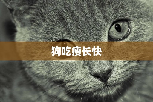 狗吃瘦長快