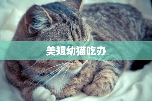 美短幼貓吃辦