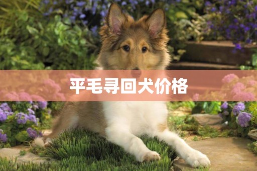 平毛尋回犬價格