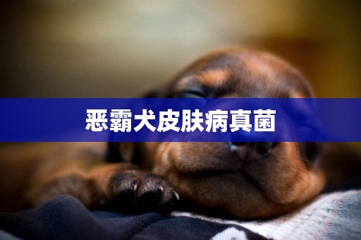 惡霸犬皮膚病真菌
