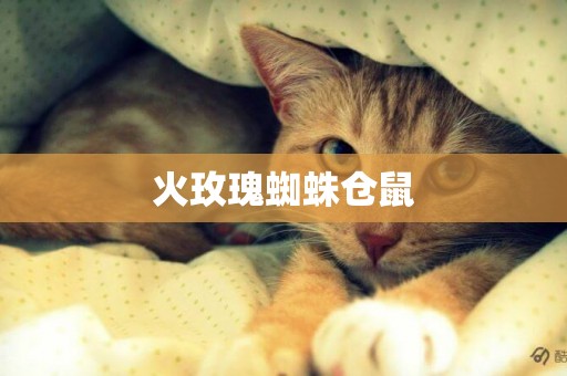 火玫瑰蜘蛛倉鼠