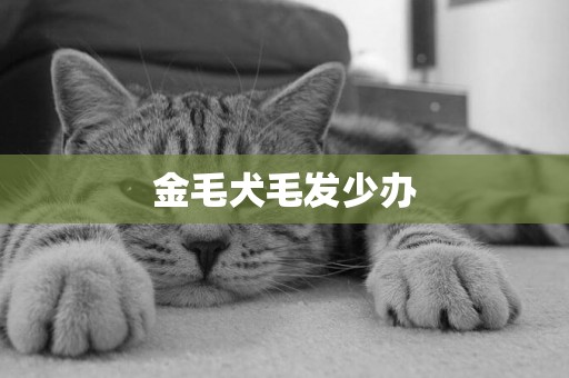 金毛犬毛發少辦
