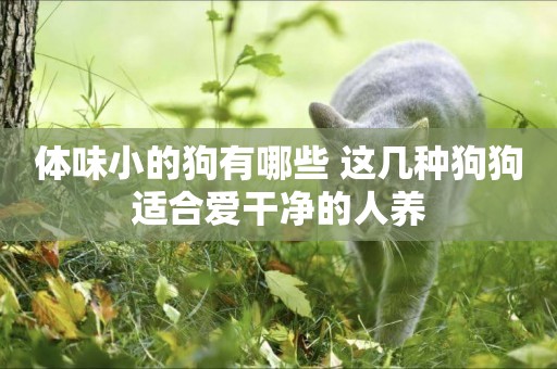 體味小的狗有哪些 這幾種狗狗適合愛干凈的人養