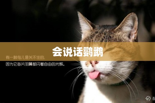 會說話鸚鵡