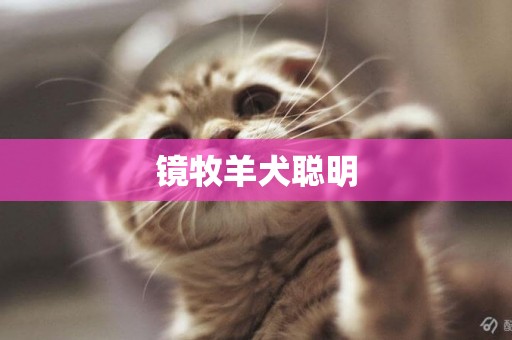 鏡牧羊犬聰明