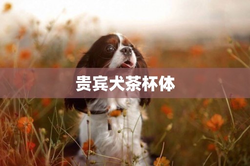 貴賓犬茶杯體
