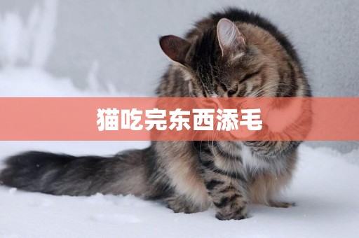 貓吃完東西添毛