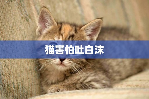 貓害怕吐白沫