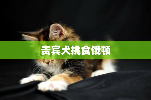 貴賓犬挑食餓頓