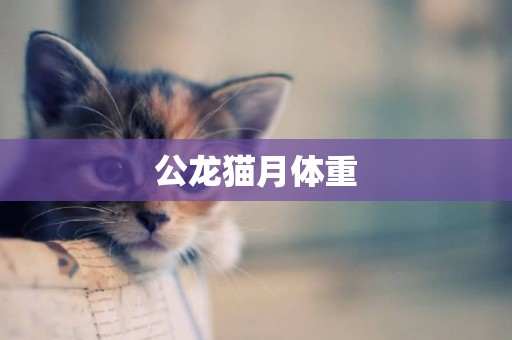 公龍貓月體重
