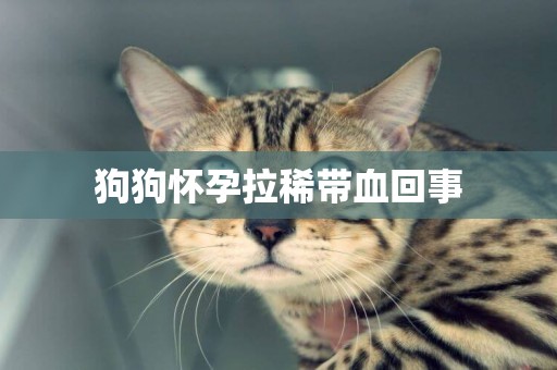 狗狗懷孕拉稀帶血回事