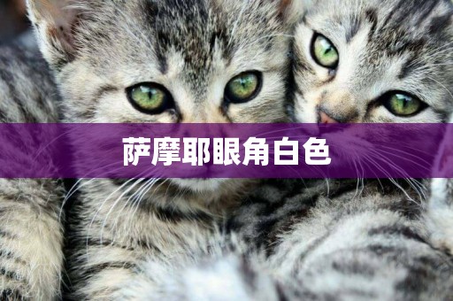 薩摩耶眼角白色