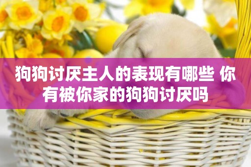 狗狗討厭主人的表現有哪些 你有被你家的狗狗討厭嗎