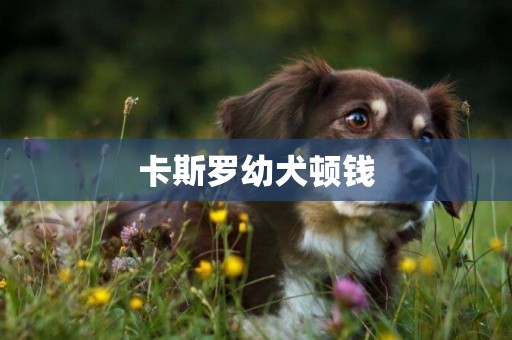 卡斯羅幼犬頓錢